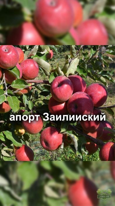 Продам плодовые деревья