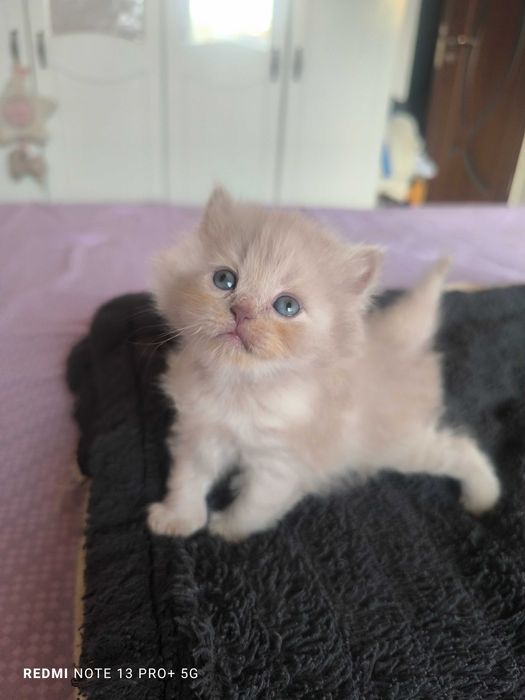 Pui British Longhair - Cinnamon