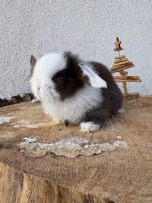 Iepuri pitici de companie berbec pitic/mini lop/holland lop