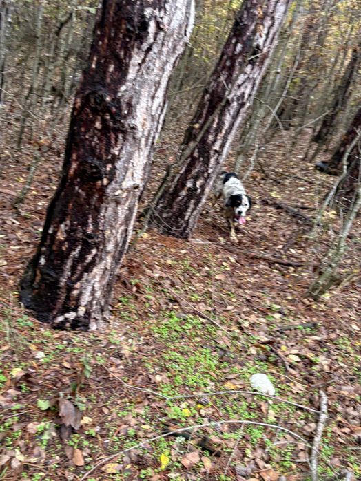 Ловно куче сетер