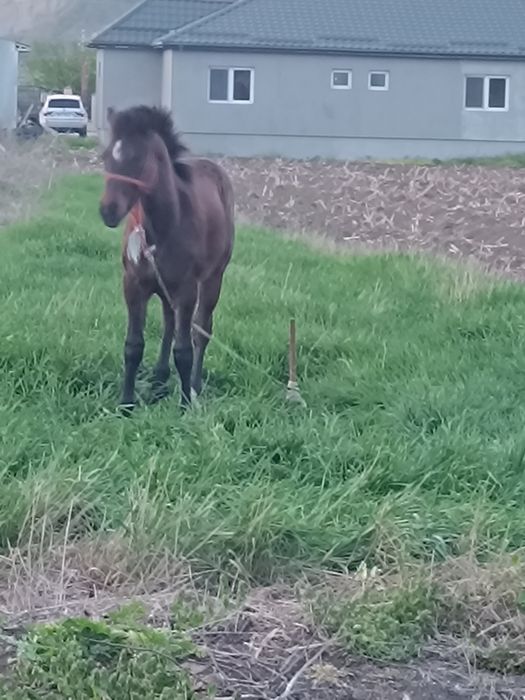 Mînz de vînzare  7 luni