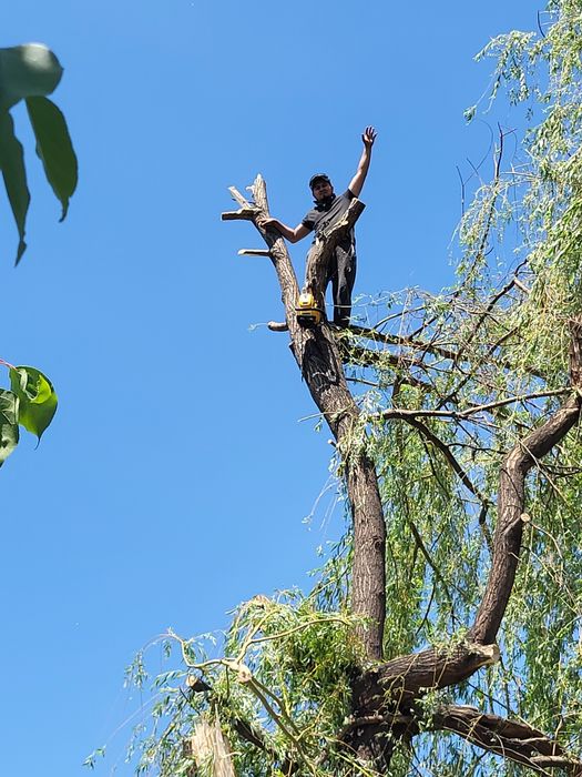 Спил деревьев обрезка плодовых деревьев