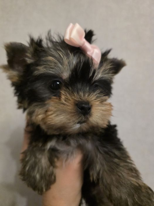 Щенки йорка. Девочки