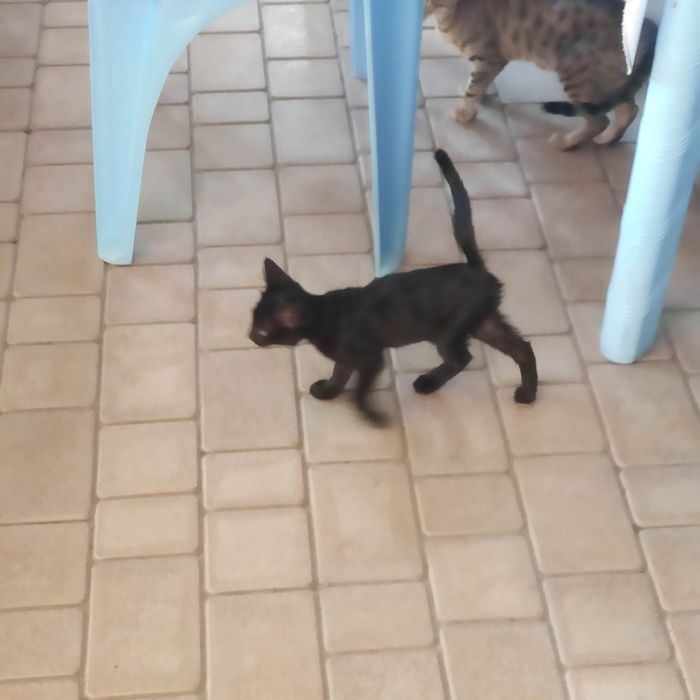 Котята в хорошие руки