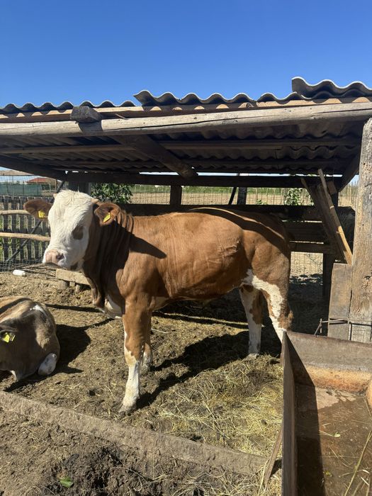Vand doi tauri frumosi
