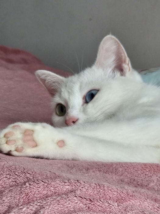 Кошка Аниса отдаем в надежные руки