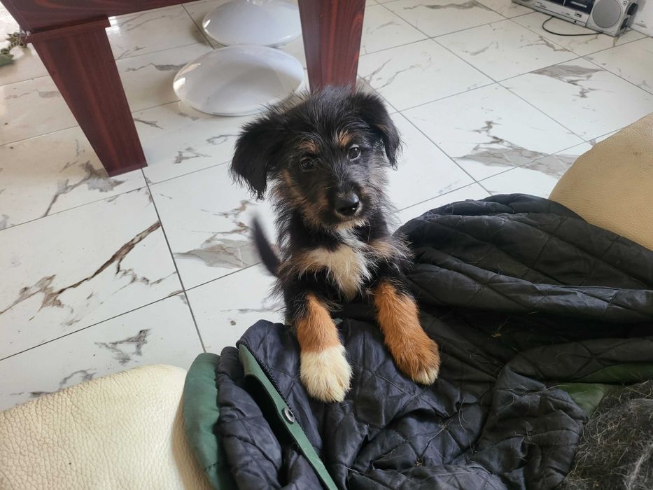 donez catei deosebiti, cauta casa la iubitori de animale