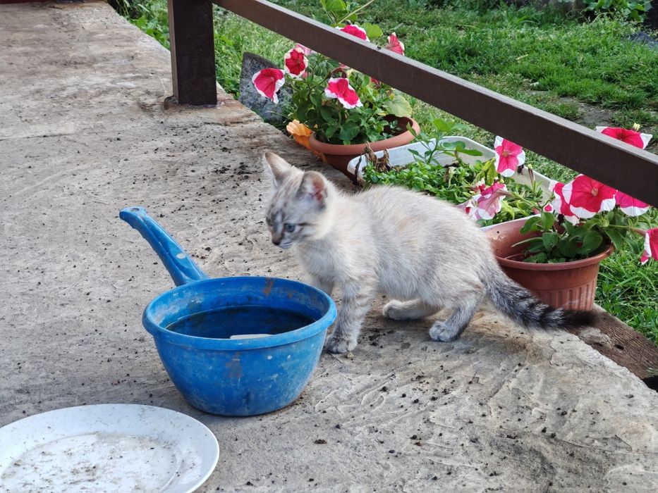 Дарю котят С ДОСТАВКОЙ