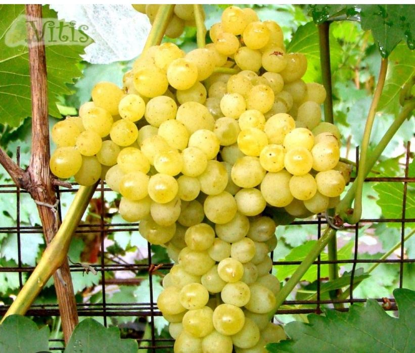 Виноград, саженцы