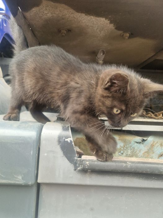 Отдам котёнка в добрые руки мальчик