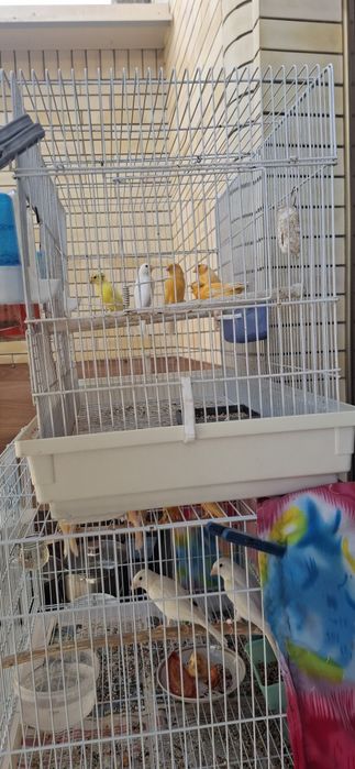 Продаётся канарейки самцы