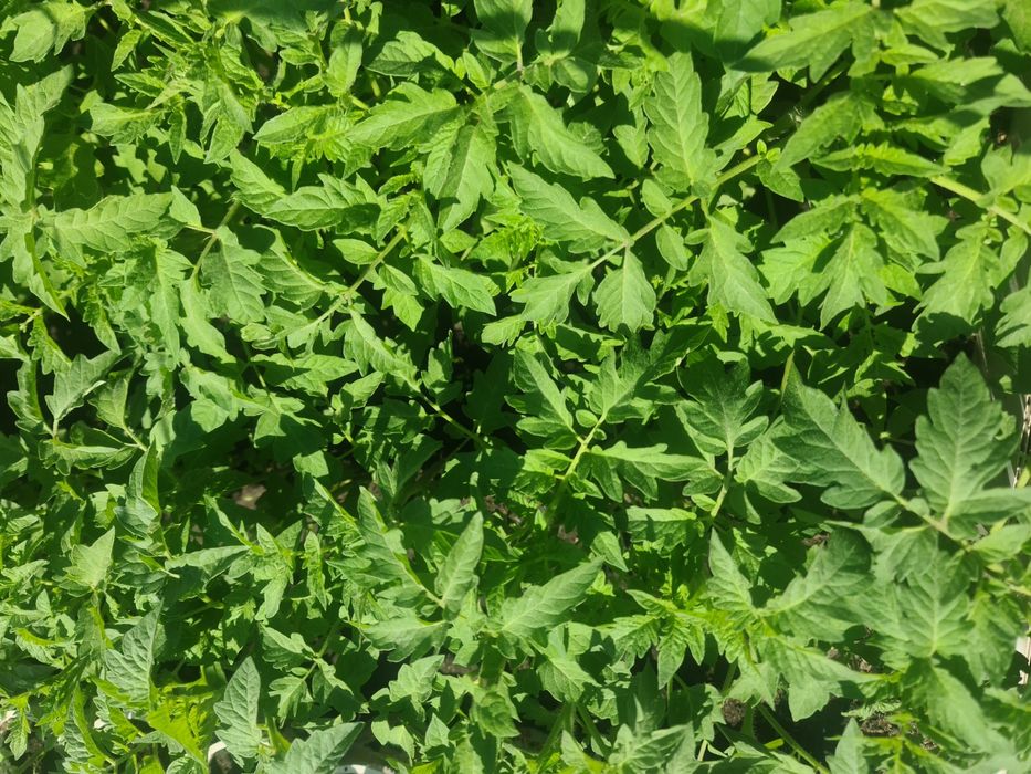 Продам  рассаду красных помидор.