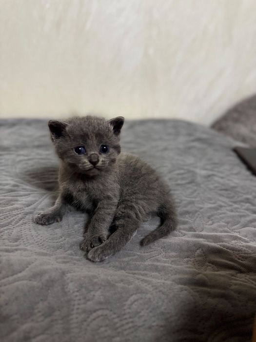Котята британцы.