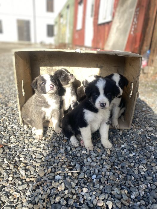 Бесплатно щенки в хорошие руки