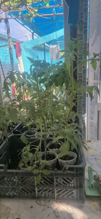 Продам рассаду закаленную помидоры