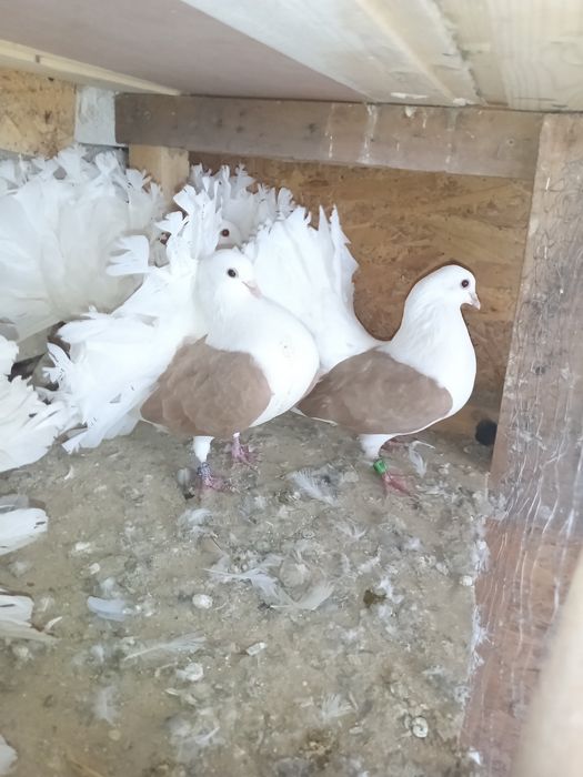 Vând porumbei rotați 150 perechea