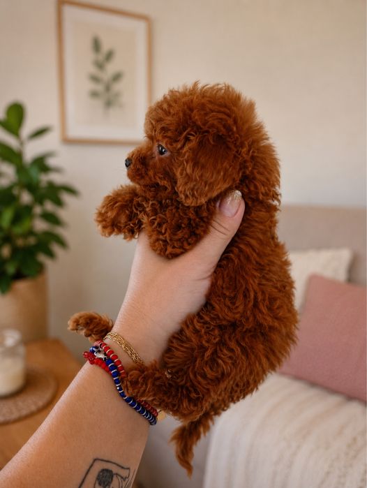 Pui Pudel Miniature Red