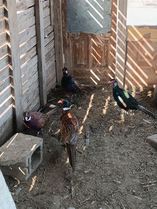 Индоутка қырғауыл