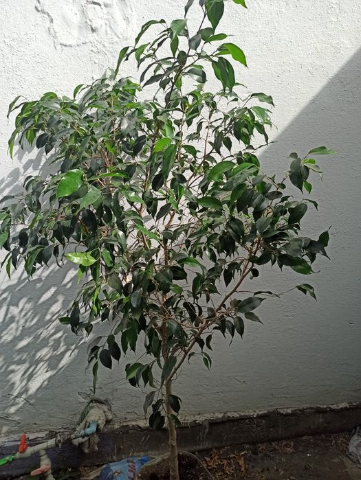 Продам большие фикусы