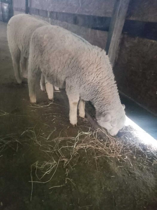 Vând berbecuți din rasa Ile de france părinți cu pedigri