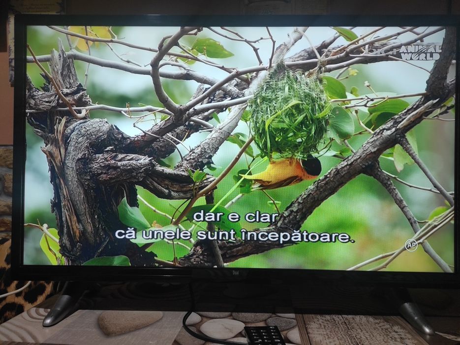 Tv led Smart Dual 81 cm