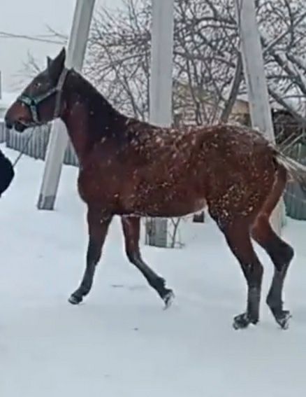 Американка иноходка кабылка