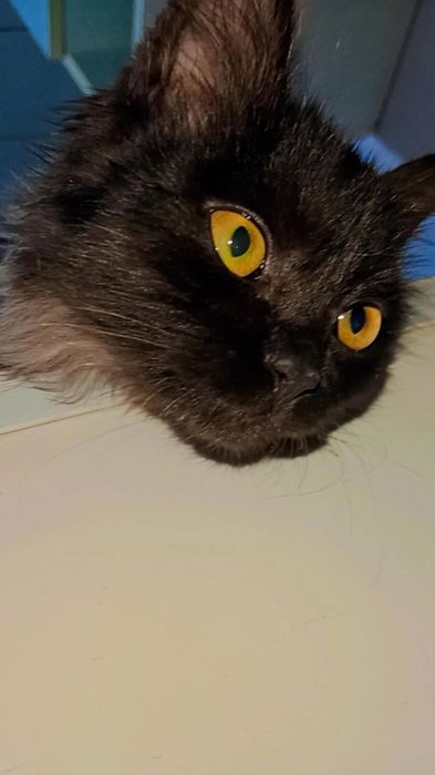 Шикарный котёнок