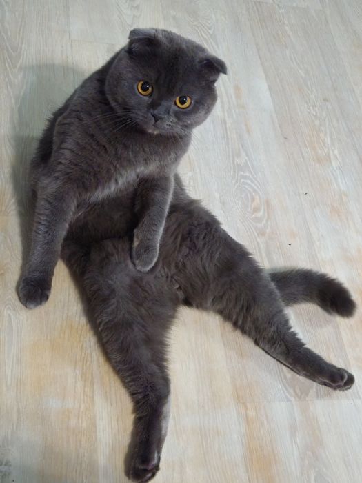 Породистые котята