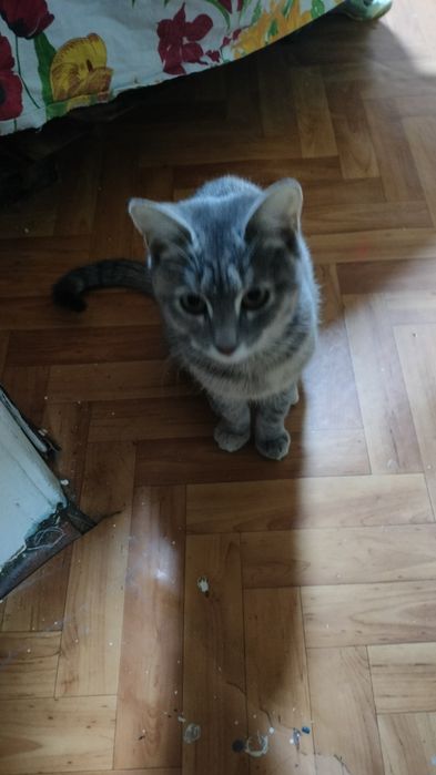 Отдам кошку в добрые руки