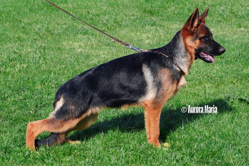 Femela ciobanesc german cu pedigree TOP