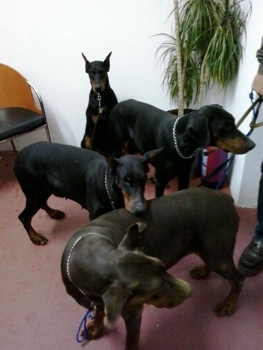 Dresaj Canin 35 ani de experienta