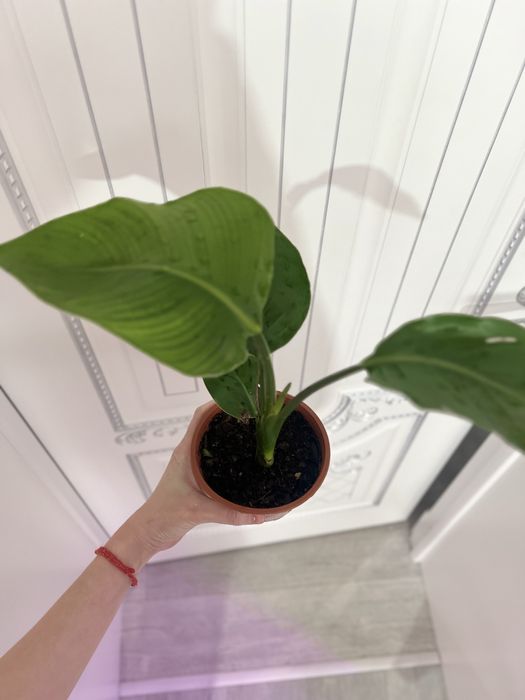 Стрелиция Николая