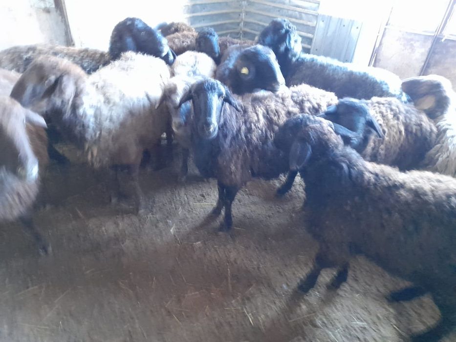 Кои токты бар сатылатын