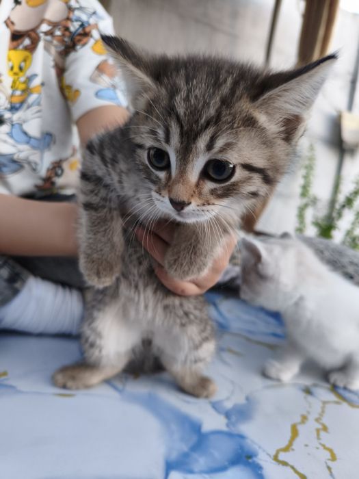 Отдам котят в добрые руки