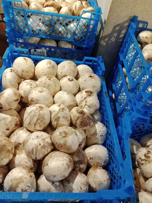 шампиньоны ящиком