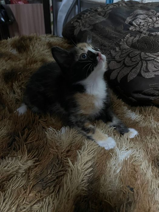отдам маленьких котят
