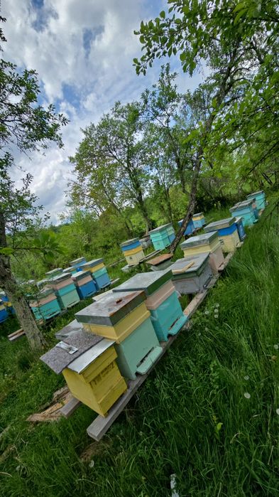 Vând familii de albine si roiuri cu tot lăzi