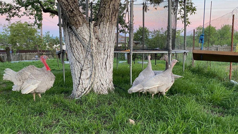 Oua de curca lavanda pt incubat