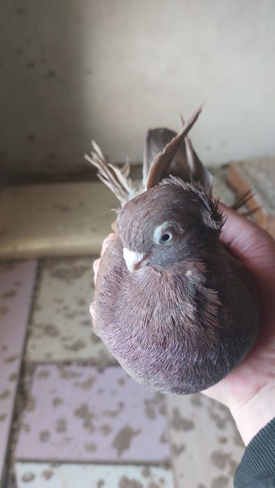 Голуби  Кептер  красный чубатый самец