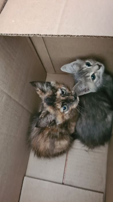 Котята мальчики12