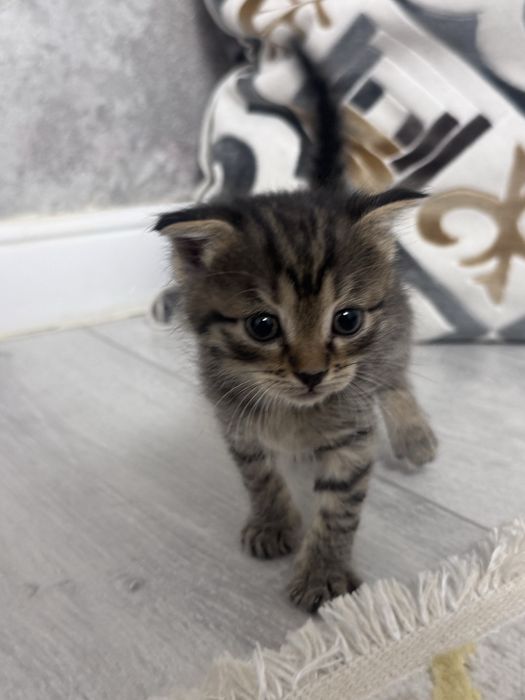 Продаются милые полосатые котята