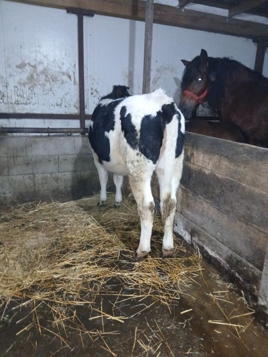 Vând jurincă foarte frumoasa