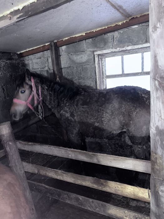 Тай сатам семіз тай торг жоқ