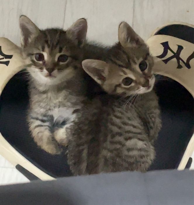 отдаем котенка в добрые руки