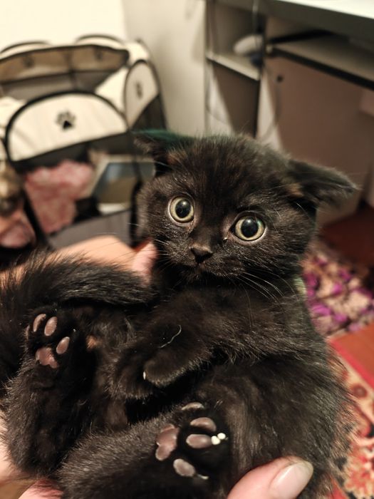 Продаются котята