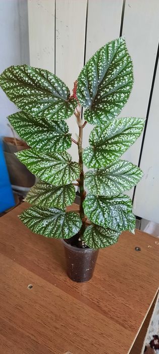 Фикусы красивые молодые