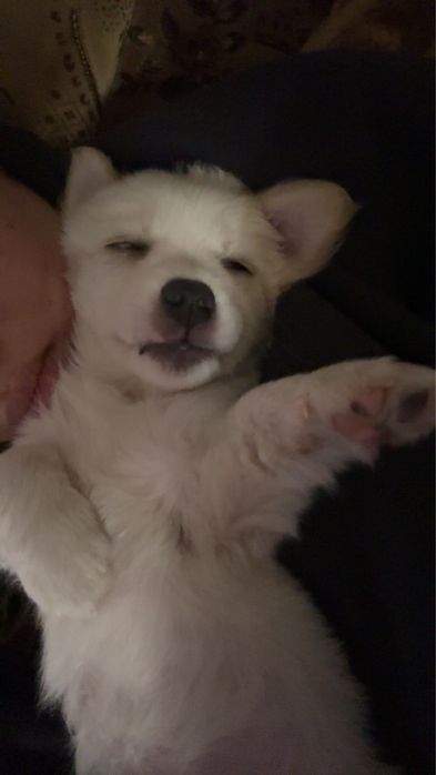 donez catelusa jucausa