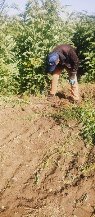 Puieti salcâm frasin fag carpen ulm plop mesteacăn brad molid Tei arin