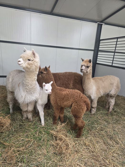 Vand alpaca femele și masculi