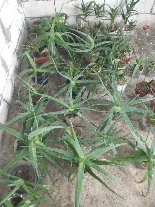 Продаю лечебное Алоэ вера